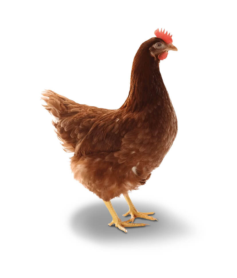 Typ_Huhn_braun