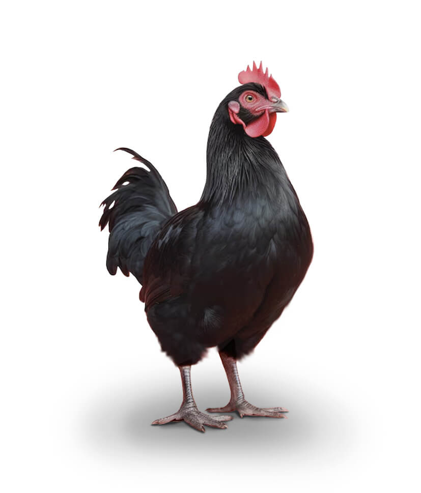Typ_Huhn_schwarz