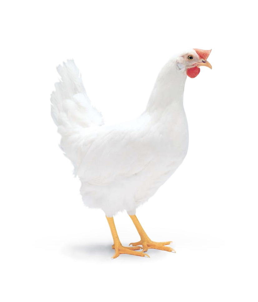 Typ_Huhn_weiss_neu_neu